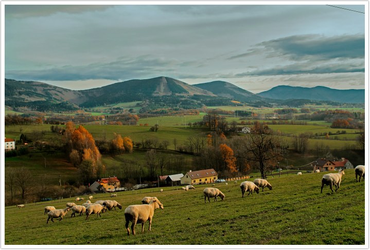 Pastýři přihnali ovce na Pustevny, v sobotu je cílem Rožnov