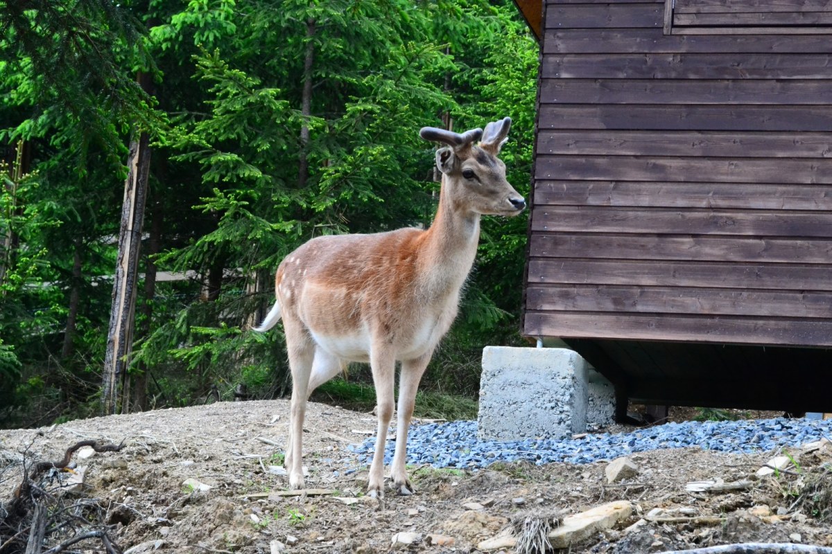 Bílá