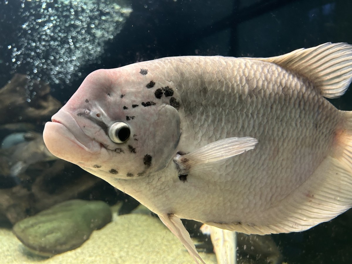 Vodní mini ZOO Baška