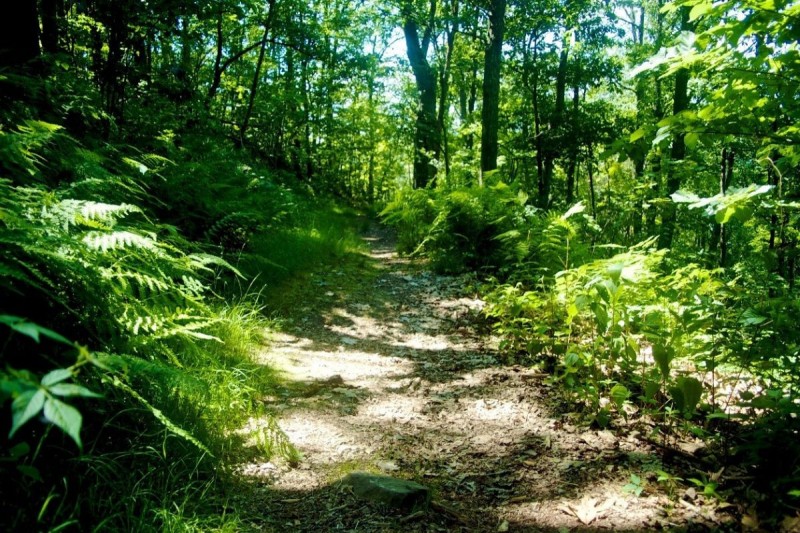 Ścieżka edukacyjna Frydecki las (Naučná stezka Frýdecký les)
